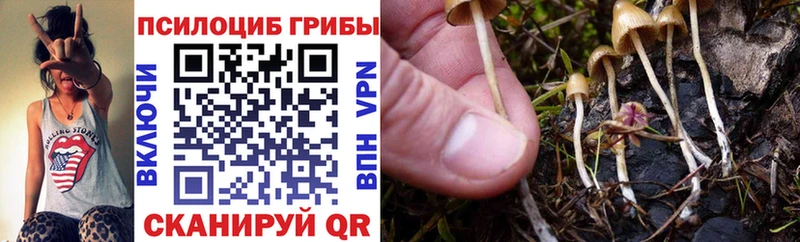 Псилоцибиновые грибы Psilocybe  Большой Камень 